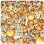 Псилоцибиновые (галлюциногенные) грибы Psilocybin "Golden Teacher" в Нижнеудинске Псилоцибиновые (галлюциногенные) грибы Psilocybin "Golden Teacher" в Нижнеудинске