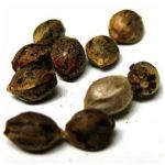 Семена марихуаны АК-47 (Seeds AK-47) в Нижнеудинске Семена марихуаны АК-47 (Seeds AK-47) в Нижнеудинске